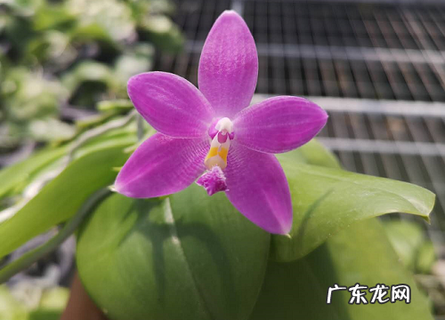 砂质土适合种什么植物