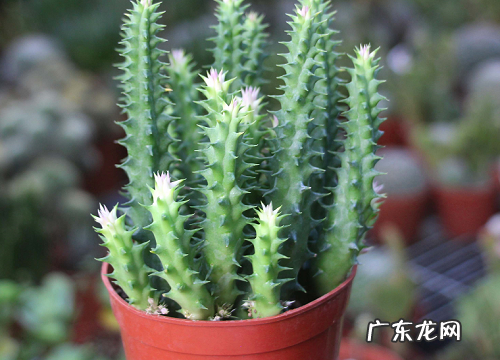 砂质土适合种什么植物