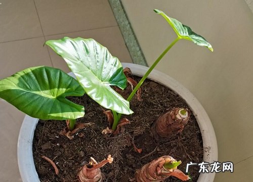 滴水观音块茎繁殖与种植方法
