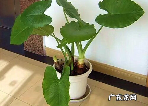 滴水观音块茎繁殖与种植方法