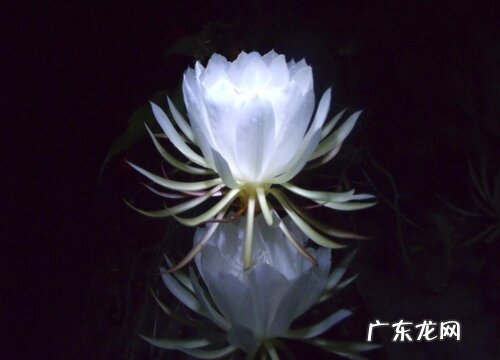 昙花是木本植物吗