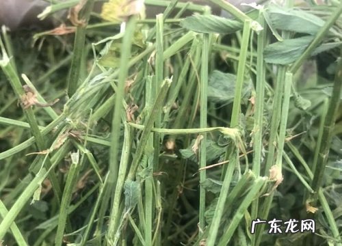 沙土适合种什么植物