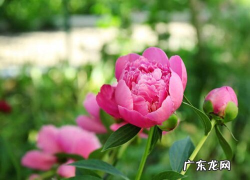 沙土适合种什么植物