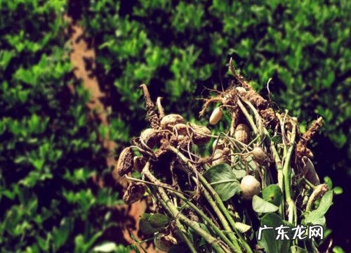 沙土适合种什么植物