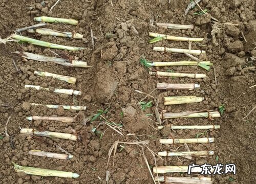 沙土适合种什么植物