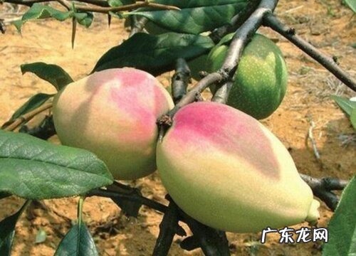 木瓜有多少品种