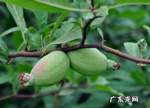 木瓜有多少品种