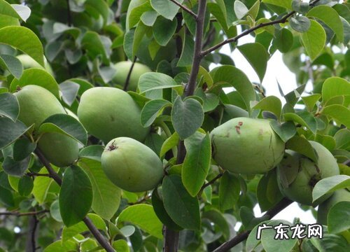 木瓜有多少品种