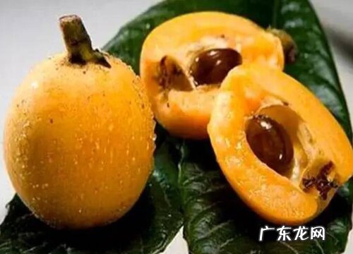 枇杷核可以做种子吗