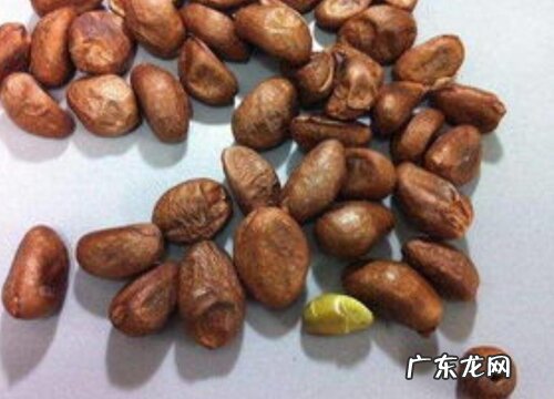 枇杷核可以做种子吗