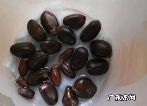 枇杷核可以做种子吗