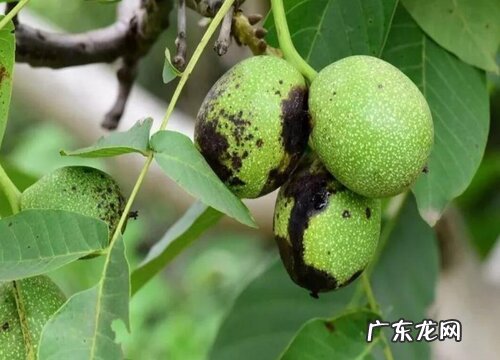 核桃长虫子怎么办