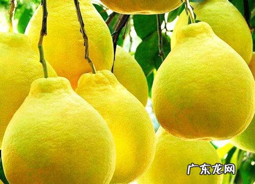 种植柚子赚钱吗 一亩柚子多少利润