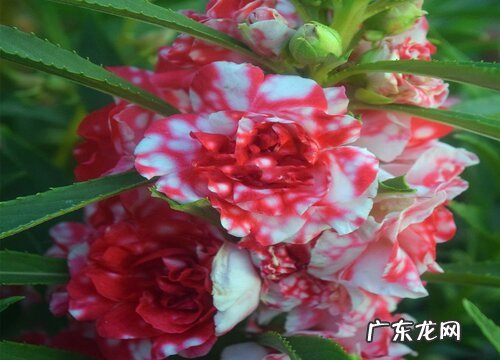 凤仙花是一年生植物吗