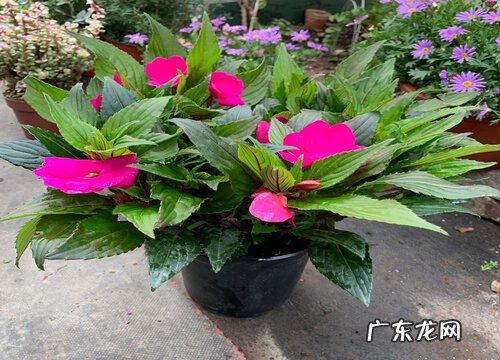 凤仙花是一年生植物吗