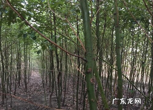 香樟树是木本植物吗