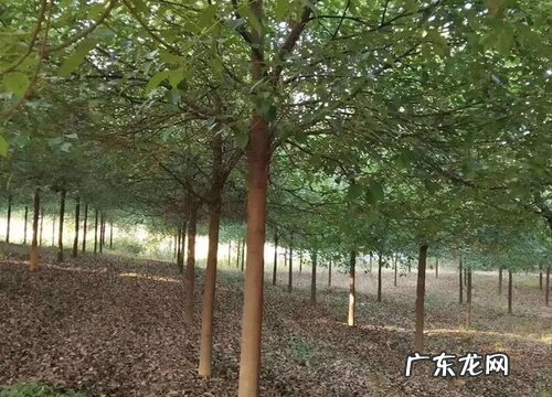 香樟树是木本植物吗