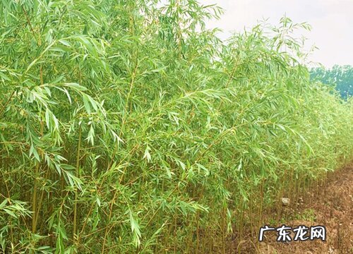 柳树是木本植物吗