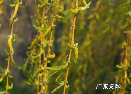 柳树是木本植物吗