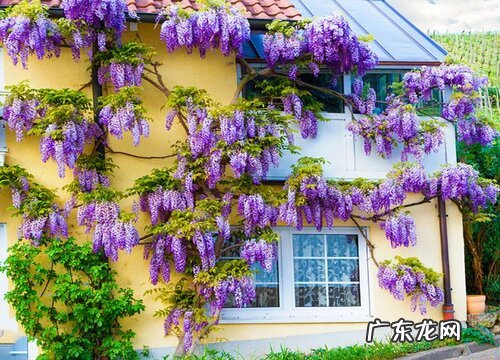 紫气东来花怎么浇水 一般多长时间浇一次水