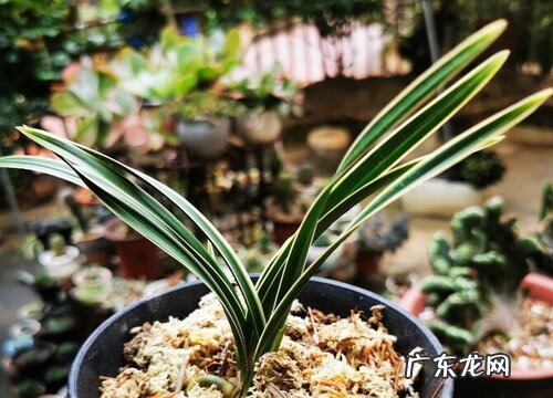 兰草开花后怎么处理