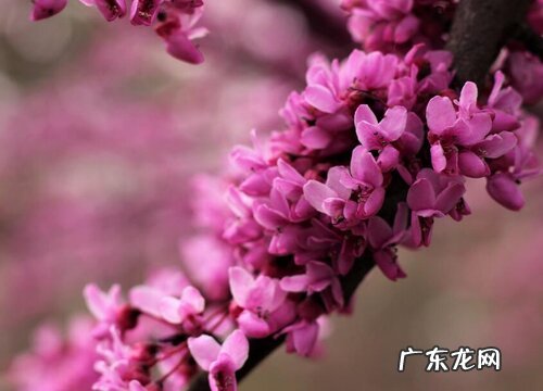 紫荆花果实有毒吗