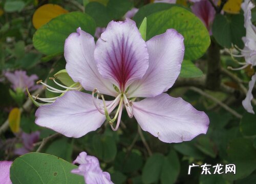 紫荆花果实有毒吗