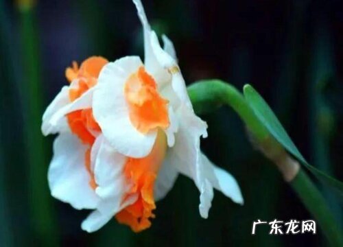 水仙花有多少品种