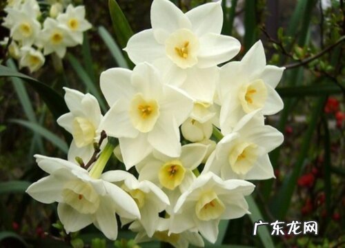 水仙花有多少品种