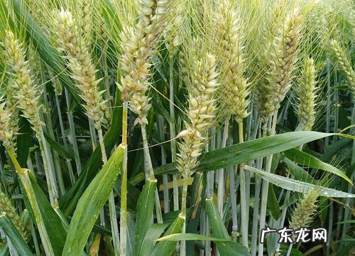 小麦是什么植物