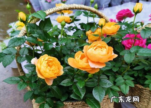 赤玉土适合种什么植物