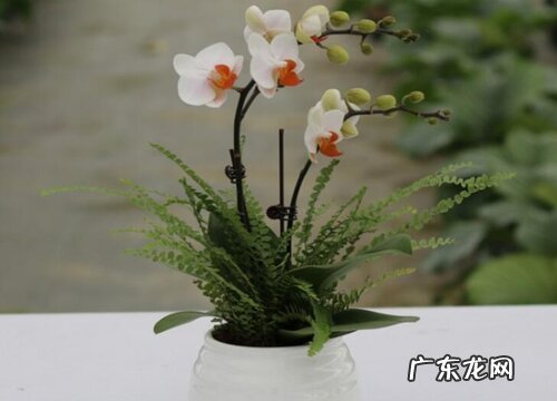 赤玉土适合种什么植物