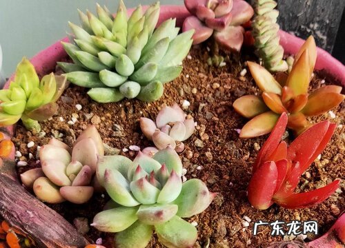 赤玉土适合种什么植物