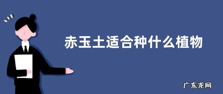 赤玉土适合种什么植物