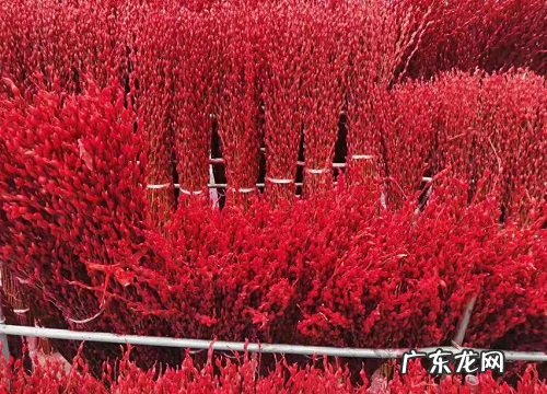 银柳生产地在哪里