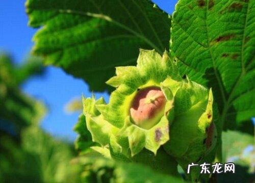 榛子产地在哪里