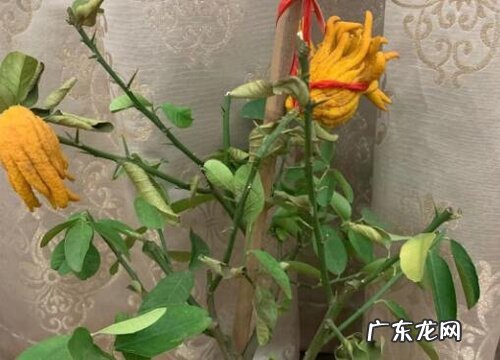 黏土适合种什么植物
