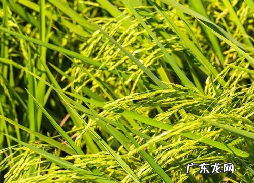 黏土适合种什么植物