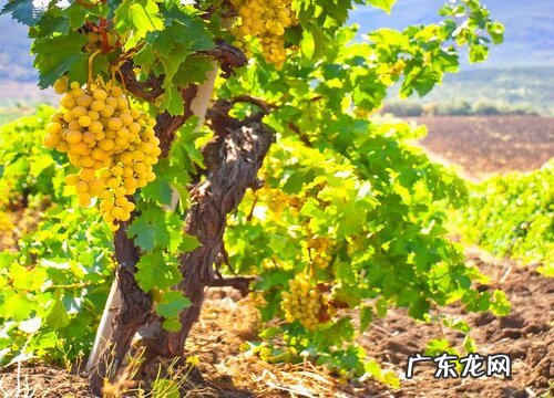 葡萄产地在哪里