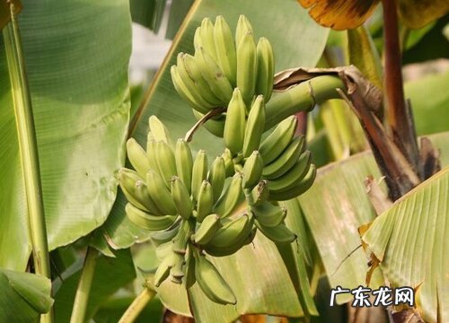 香蕉果实类型