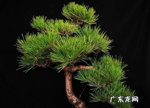 松树是落叶植物吗