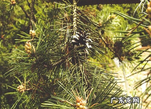 松树是落叶植物吗