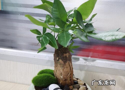 发财树叶子下垂怎么办