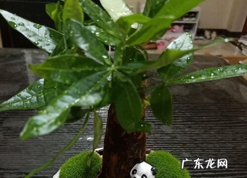 发财树叶子下垂怎么办