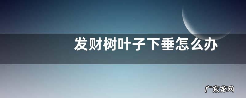 发财树叶子下垂怎么办