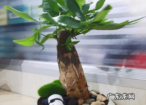 发财树叶子下垂怎么办