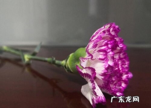 康乃馨的根烂了怎么办