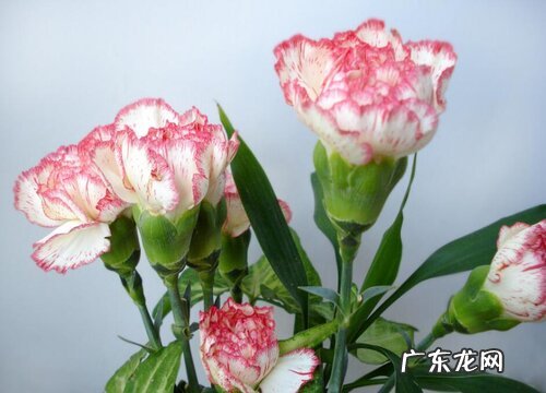 康乃馨的根烂了怎么办