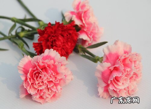 康乃馨的根烂了怎么办