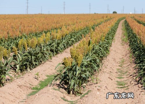 高粱什么时候收割合适 什么时候种什么时候收